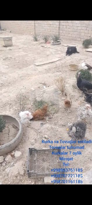 Товуклар сотилади