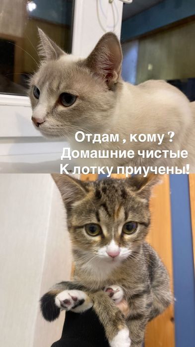 Отдам в хорошие руки
