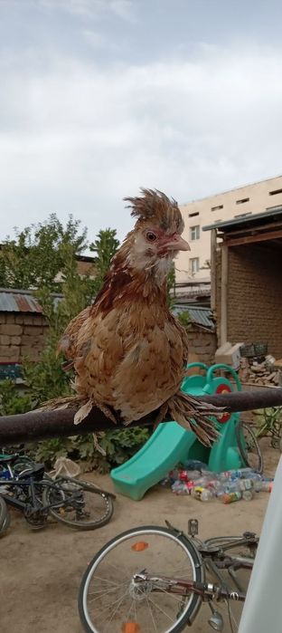 Assalomu Alaykum yapon tovuq sotiladi