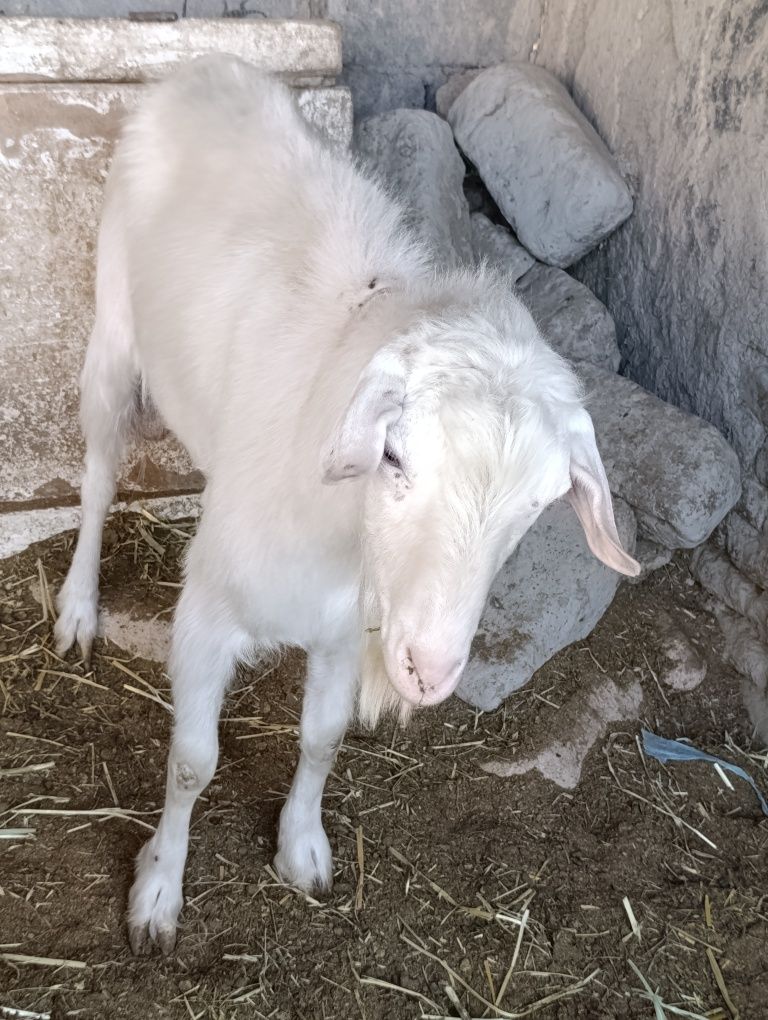 Echki taka sotiladi zitgaham buladi rasiski