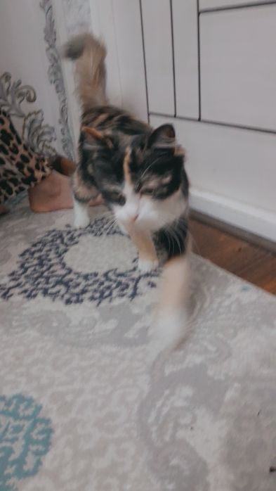 Хадяга мушукча берилади жуда чироли аклли тахминан 6/7 ойлик киз мушук