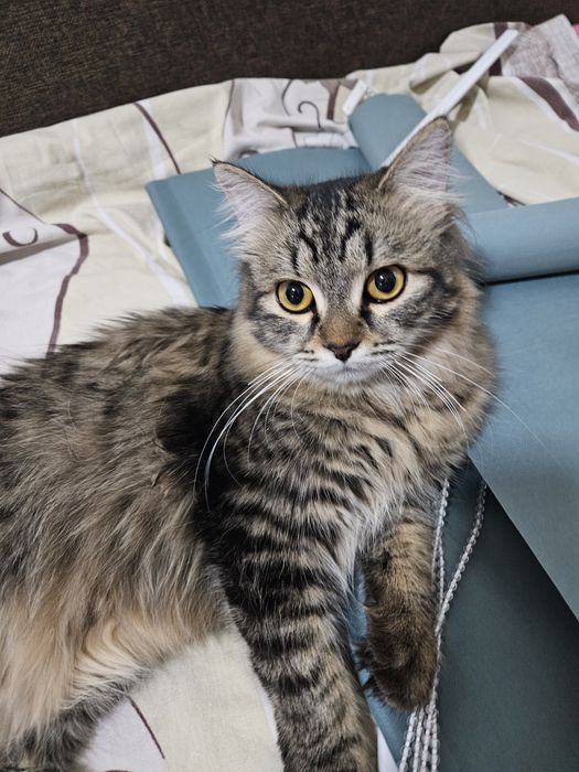 Отдам шотландца в добрые руки бесплатно