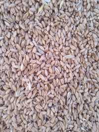 Продам чистую сухую пшеницу в мешках