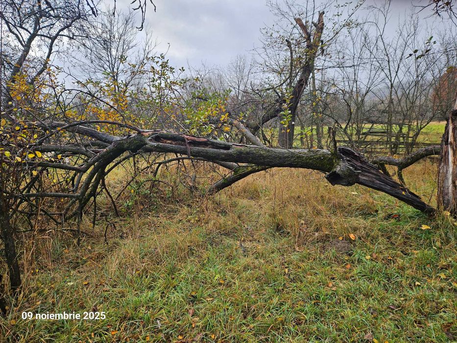 Lemne de vânzare în Pietroșani, județul Argeș.