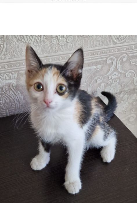 Котенок на пристройство