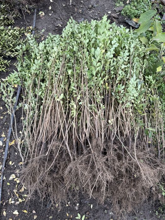 Ligustrum ovalifolium - lemn cainesc - anul 2