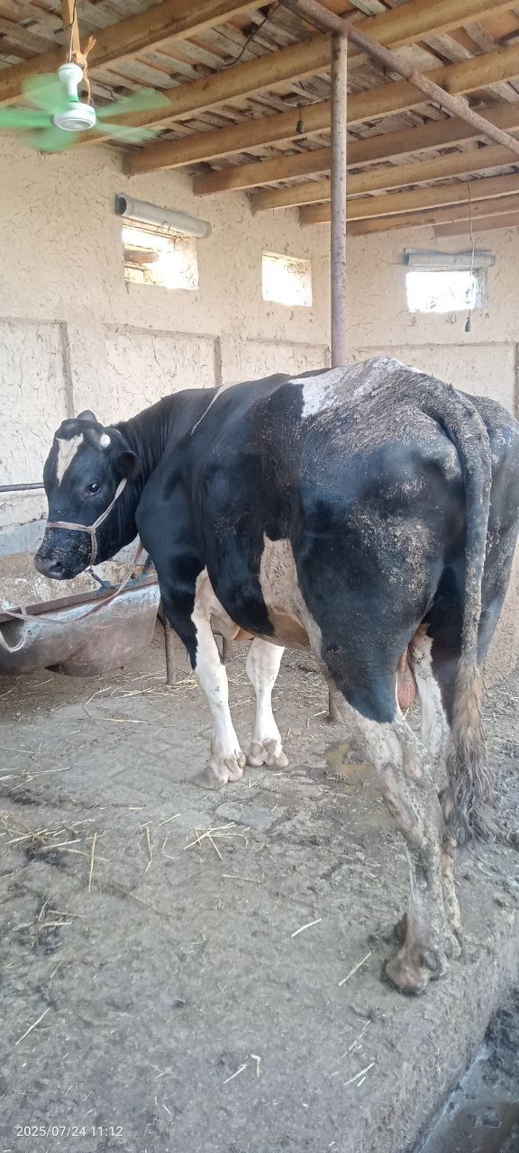 Buqa sotiladi 70 milion divommiz boyi 1,60dan balan