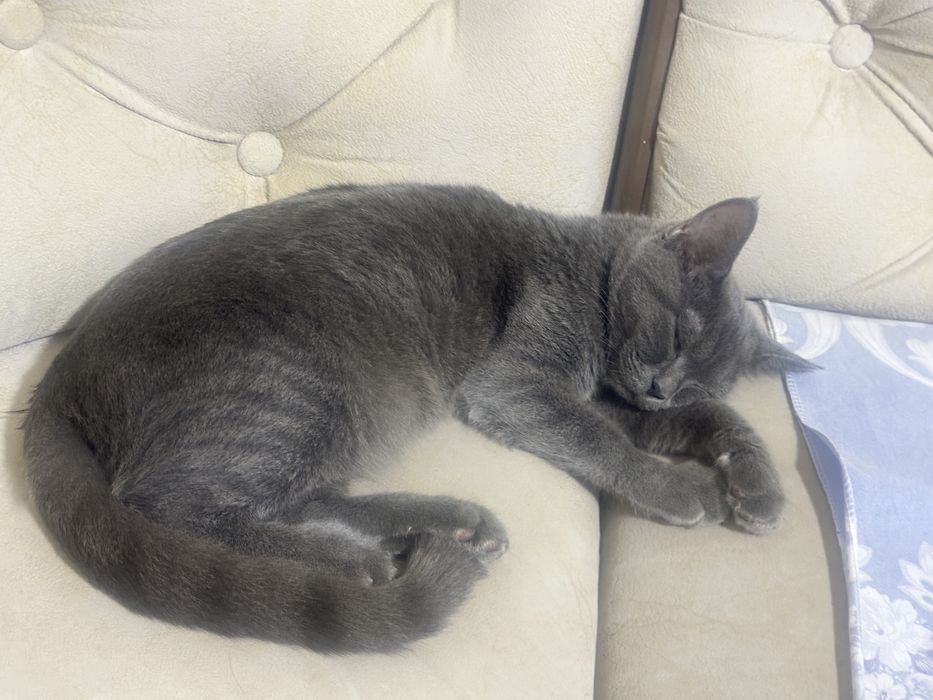 Шотландские кошки