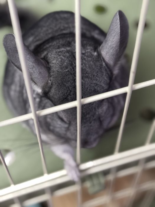 Шиншилла(цвет серый)