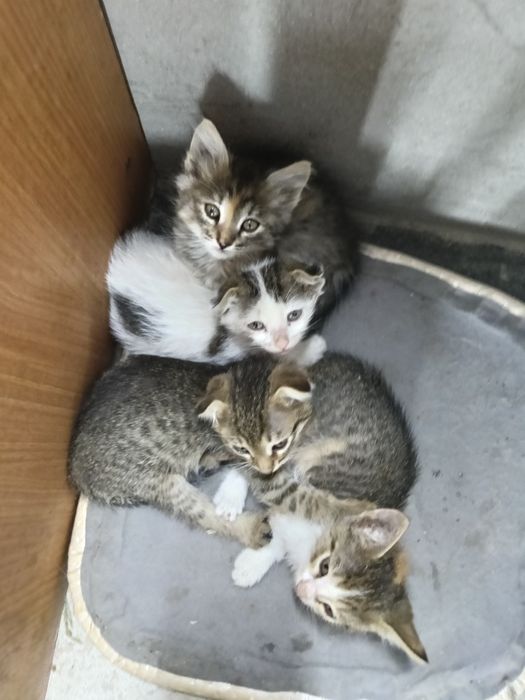 Одам в хорошие руки  котята
