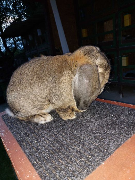 Iepuri Berbec German Mare - Livrez in tara