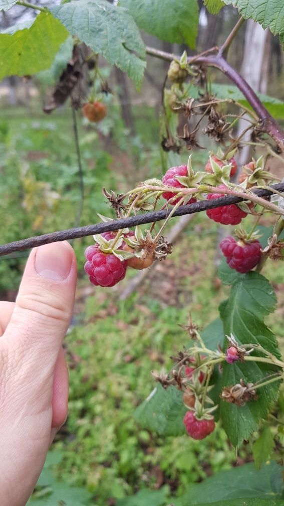 Zmeurari si muri Thornfree( fara spini)