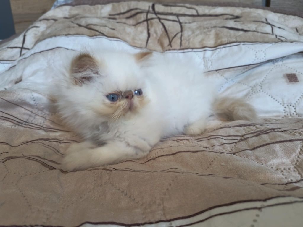 Химайски персийски котета