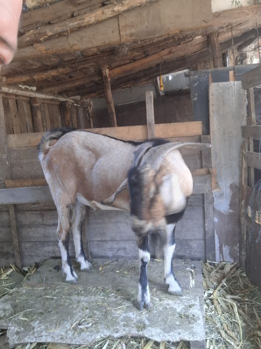 Vand sau schimb angolo nublian