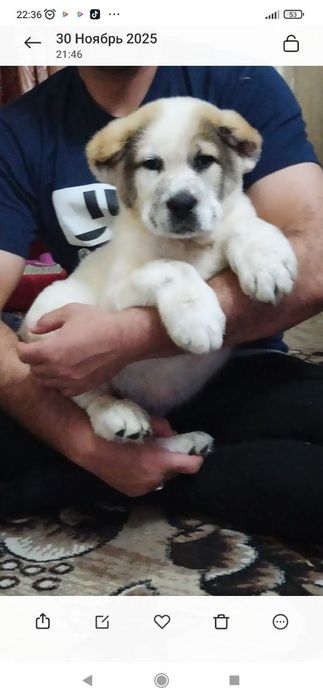 Шенок Алабая чистокровный