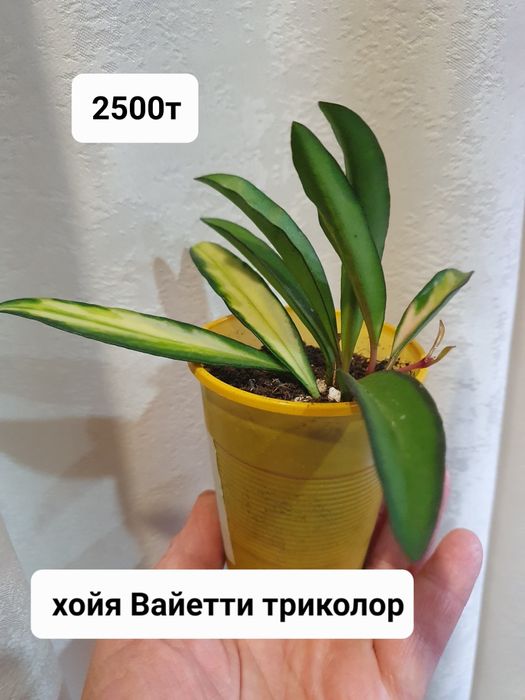Комнатные растения хойи