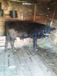 Tauras angus de vânzare