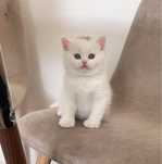 British shorthair white