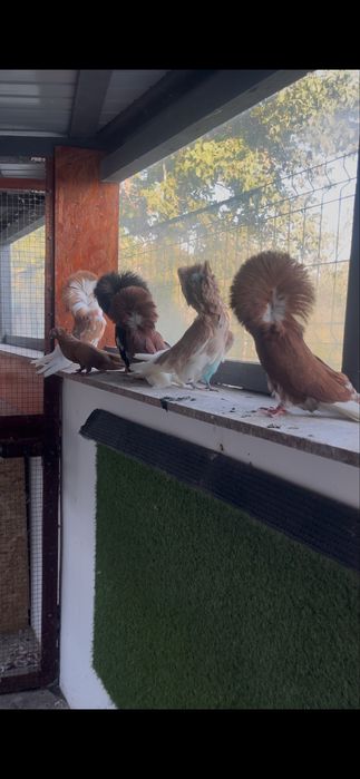 Porumbei Maria stuart