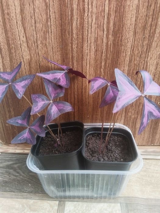 Кислица, или Оксалис - прекрасные бабочки на подоконнике