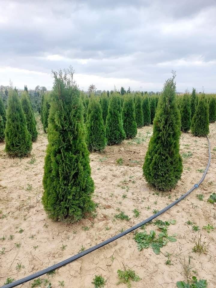 Plante ornamentale aclimatizate cu balot de pământ la prețuri de produ