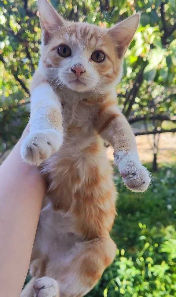 Котята в хорошие руки, бесплатно