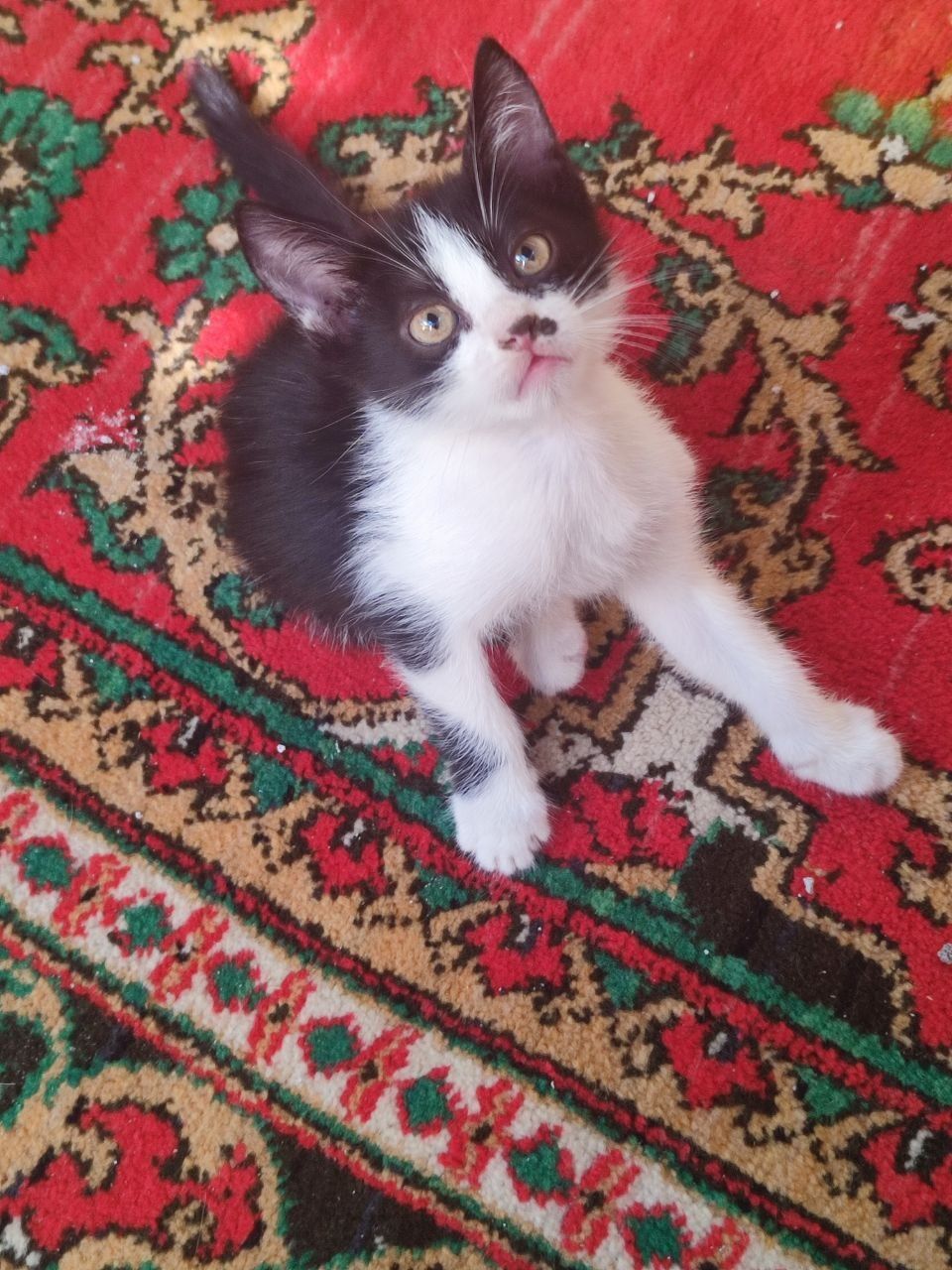 Отдам в хорошие руки