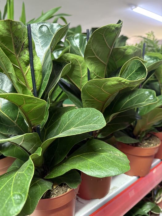 Фикусы Голландские