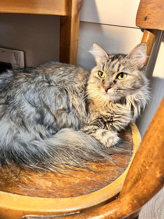 Кошка кошечка ласковая