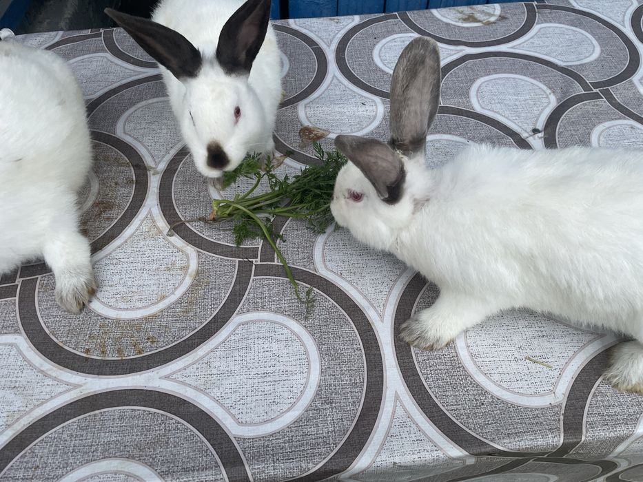 Vand iepuri californieni