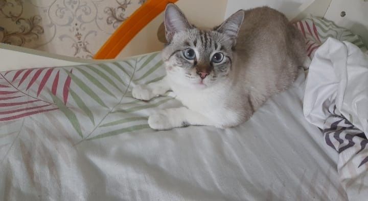 Отдам кота в хорошие руки