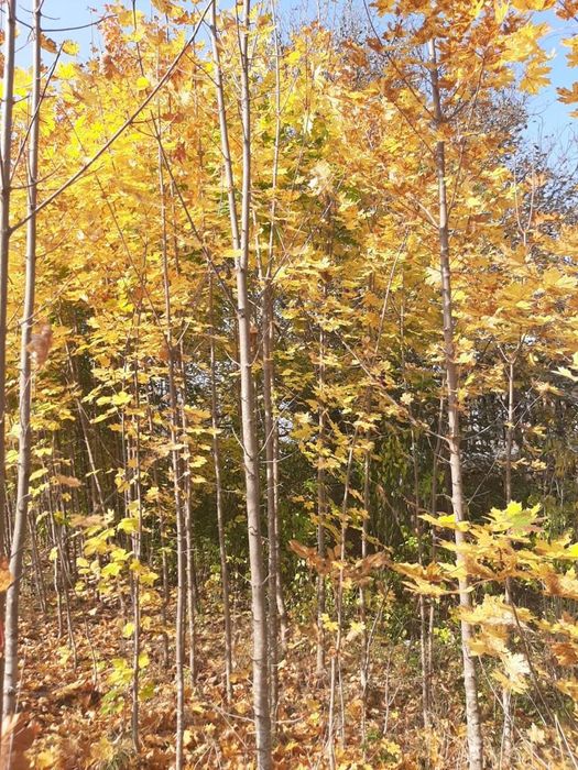 vindem copaci,mesteacăn tei paltin stejar brazi etc