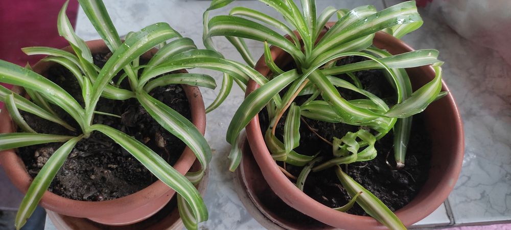 Комнатное растение продам