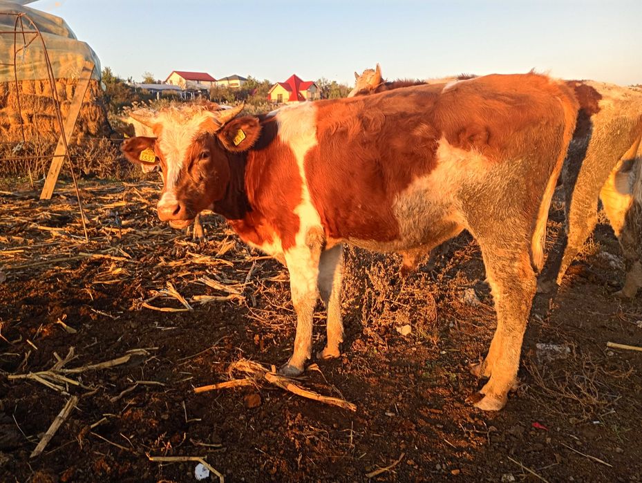 Band vitel  6500 de lei