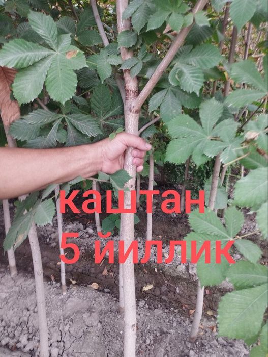 Kashtan manzarali daraxt ko'chatlar