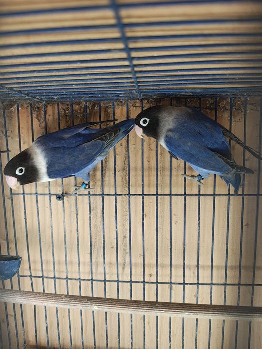 Vând pereche agapornis sau schimb