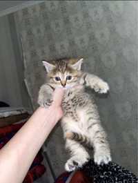 Кошка 1,5 месяцев ласковый приучен к латок