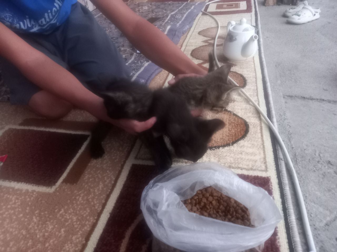 Отдам 3 котёнка в хорошие руки