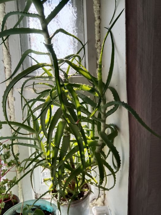 Продам алоэ 5000тг