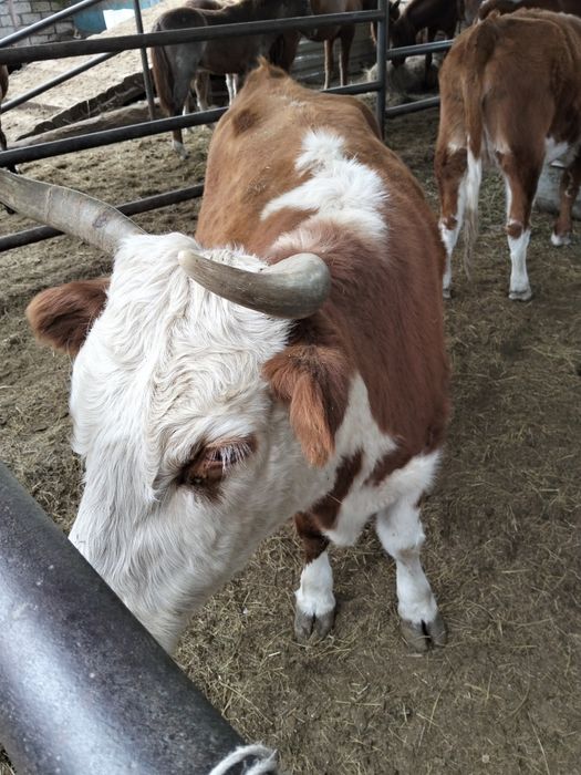 Сиыр. 3 жасар буаз сиыр бар. Багасы 700000 келисемыз