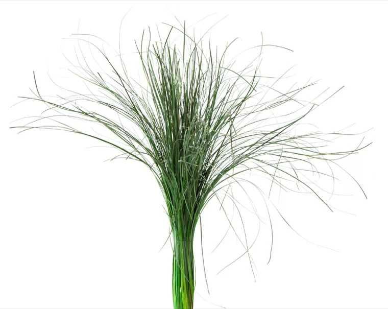 Bear Grass Stabilizat – Decor natural și elegant