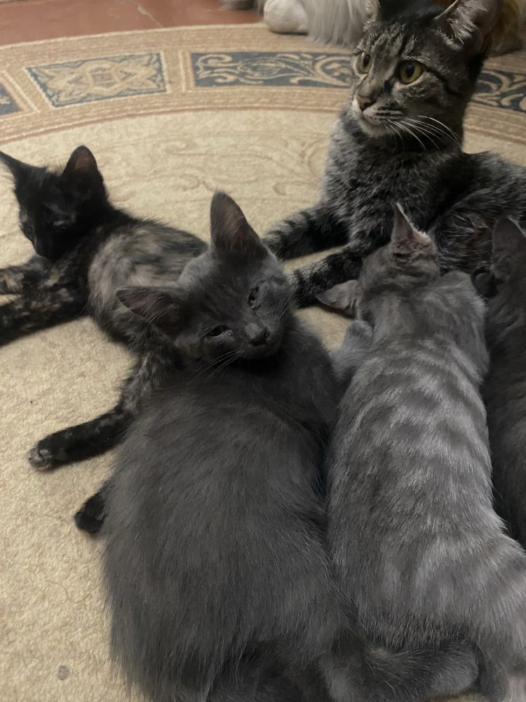Котята бесплатно