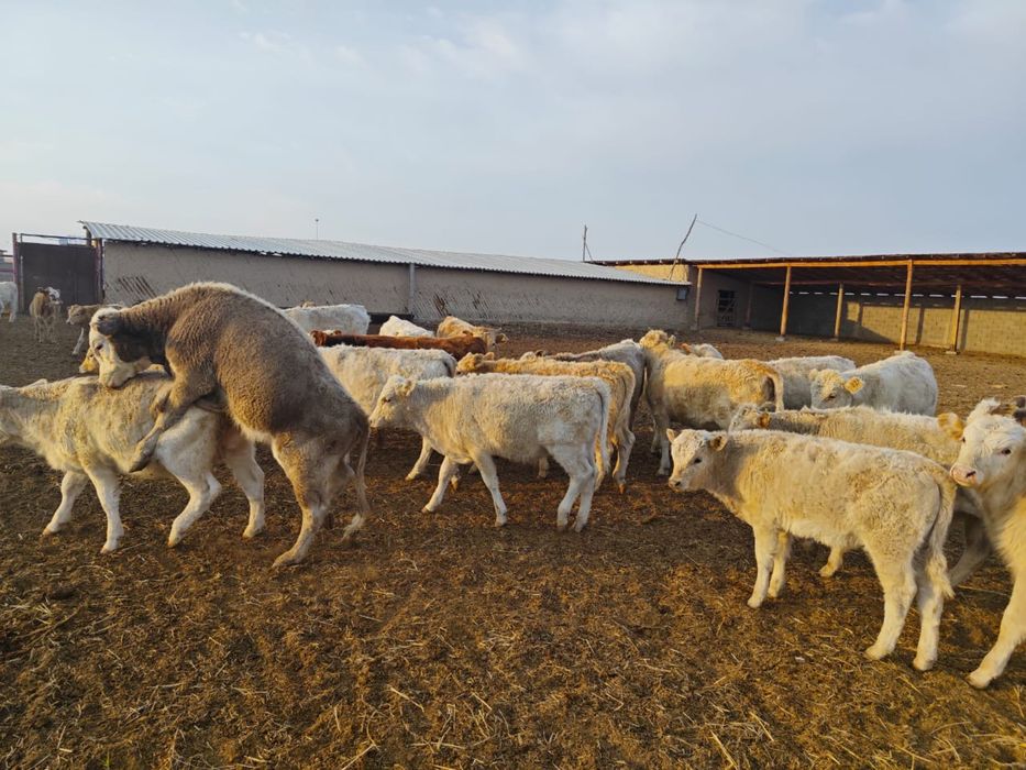 Бычки Аулиеколь подсос