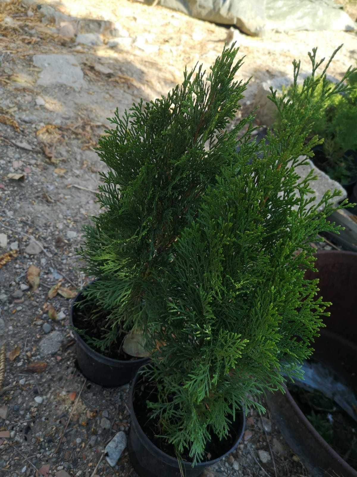 Plante Ornamentale! Tuia Smaragd, Artar japonez, Pampas! Producator!