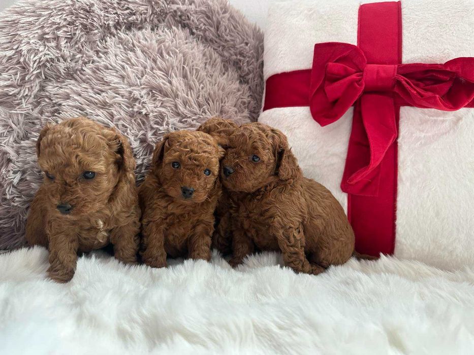 той пудели - toy poodle