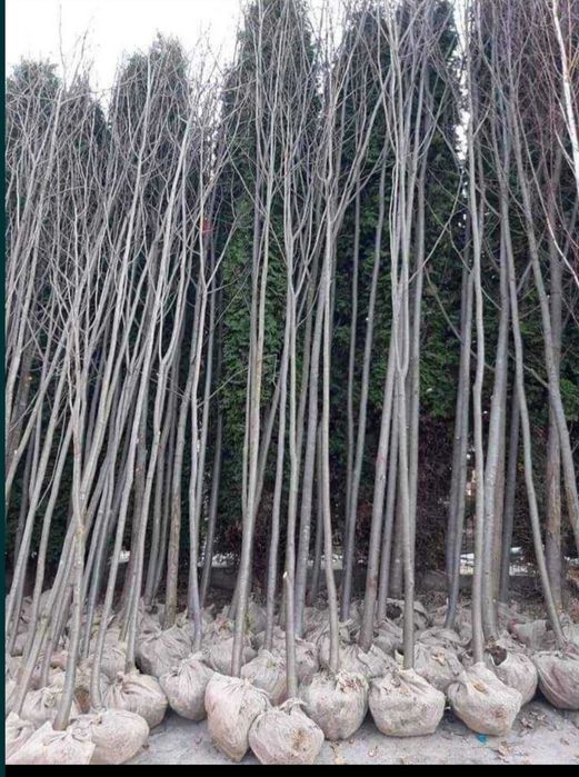 Mestecan ,tei ,stejar, platani,paltin,fag