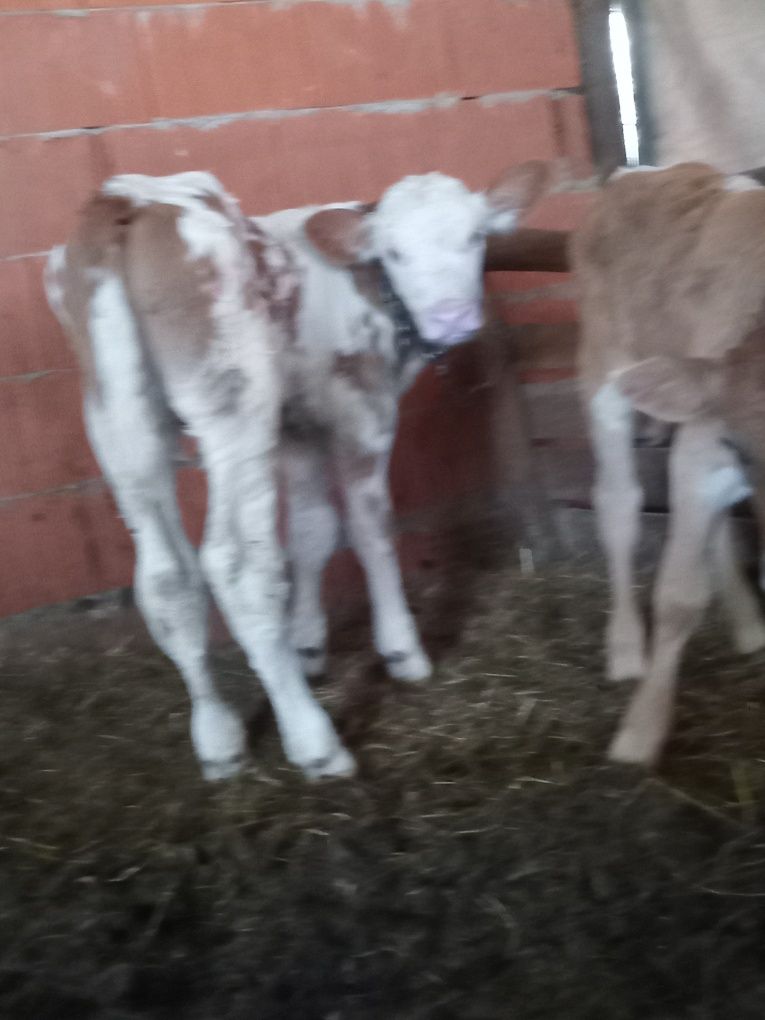 Vand două vitele batate de 6 saptamani
