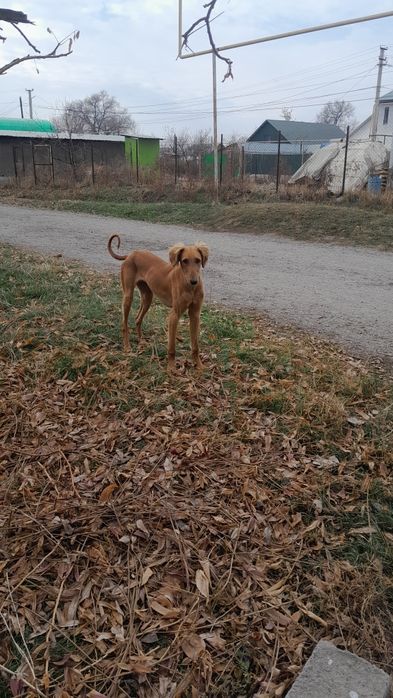 Таза канды тазы сатылады