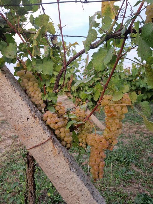 Struguri de masa si de vin