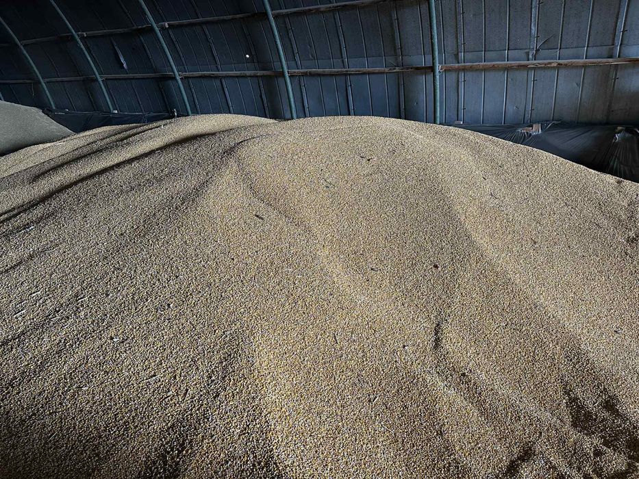 Продавам зърно Ечемик , Царевица и Пшеница